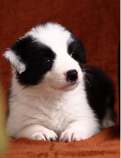 边境牧羊犬